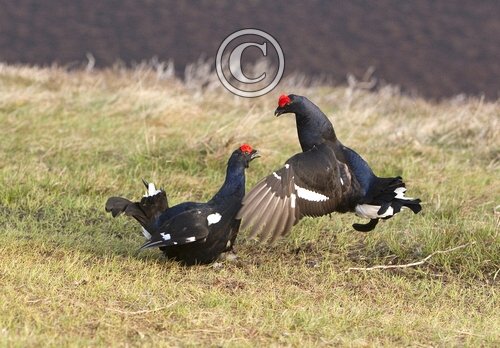 Pair Black Grouse Fighting DM1030